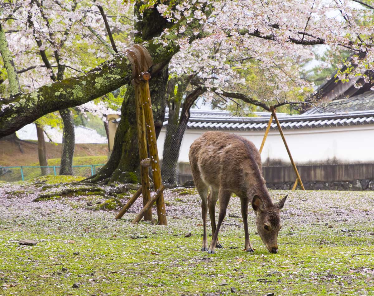 Cervo pastando no Parque de Nara com lago e árvores ao fundo.