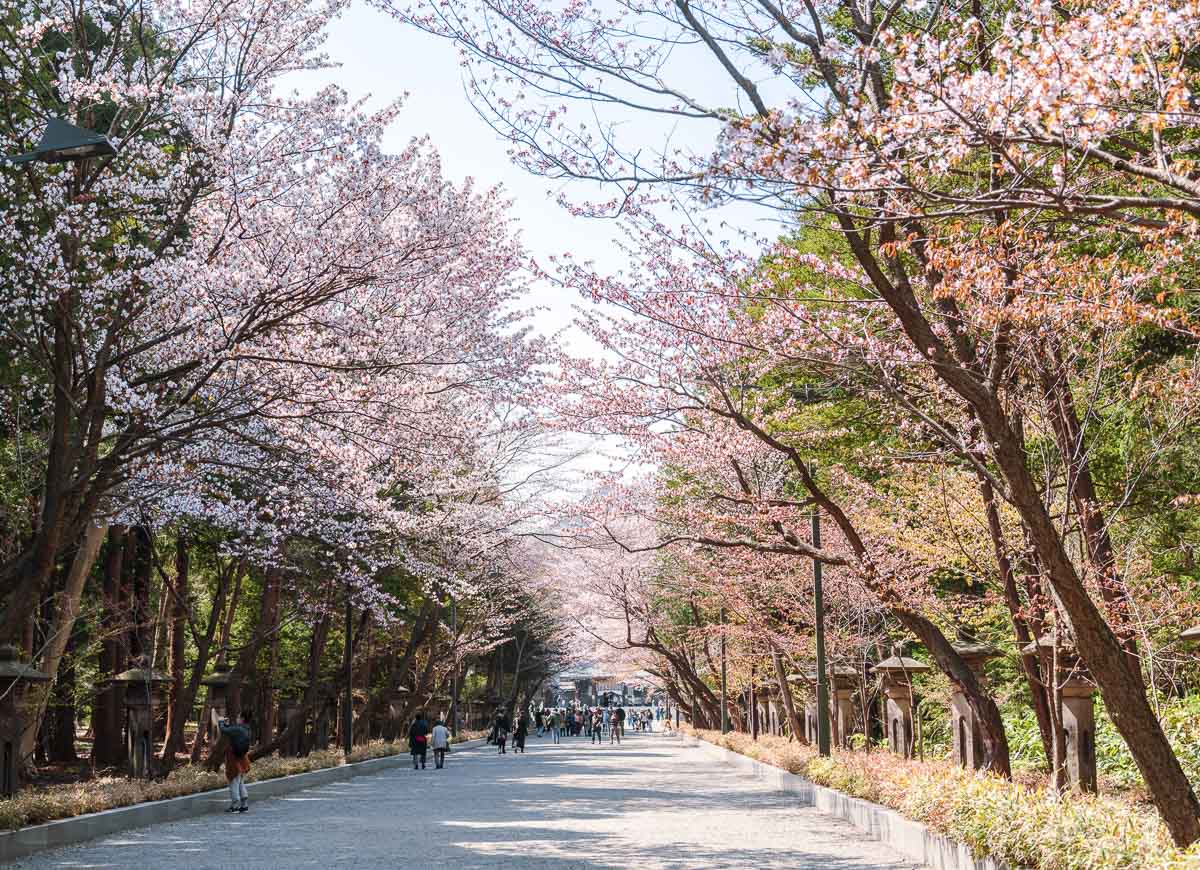 Alameda do Maruyama Park, em Sapporo, cercada por cerejeiras floridas.
