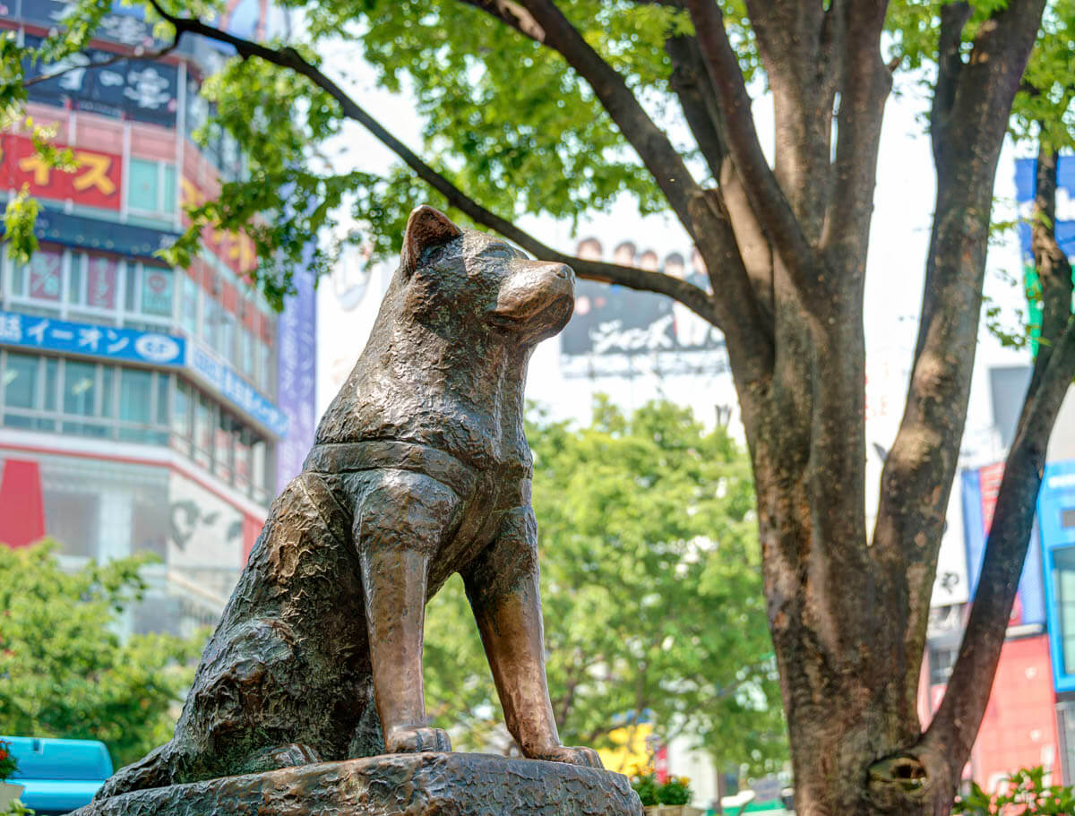 Estátua do cachorro Hachiko em Shibuya, em Tokyo, cercada por árvores e prédios.