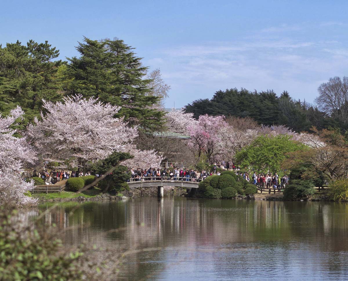 Lago do Shinjuku Gyoen com cerejeiras floridas e visitantes caminhando