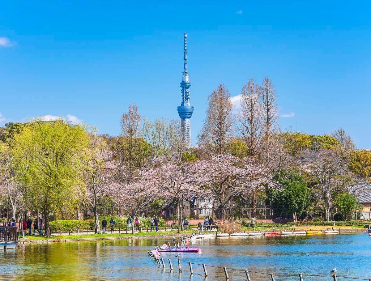 Parque Ueno em Tóquio, com lago, árvores floridas e a Tokyo Skytree ao fundo
