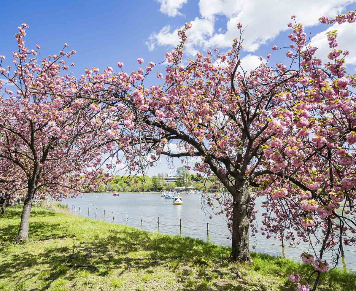 Cerejeiras em flor às margens de um lago no Ueno Park, em Tokyo