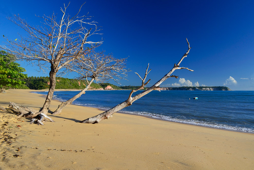 Praia do Satu em Caraíva com faixa de areia vazia, mar azul e árvore seca inclinada na beira da praia